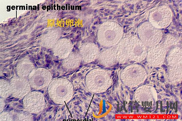 原始卵泡和始基卵泡的區(qū)別有4點(diǎn),發(fā)育時(shí)間和結(jié)構(gòu)都不一樣(圖2) 原始卵泡和始基卵泡的區(qū)別有4點(diǎn),發(fā)育時(shí)間和結(jié)構(gòu)都不一樣(圖2)