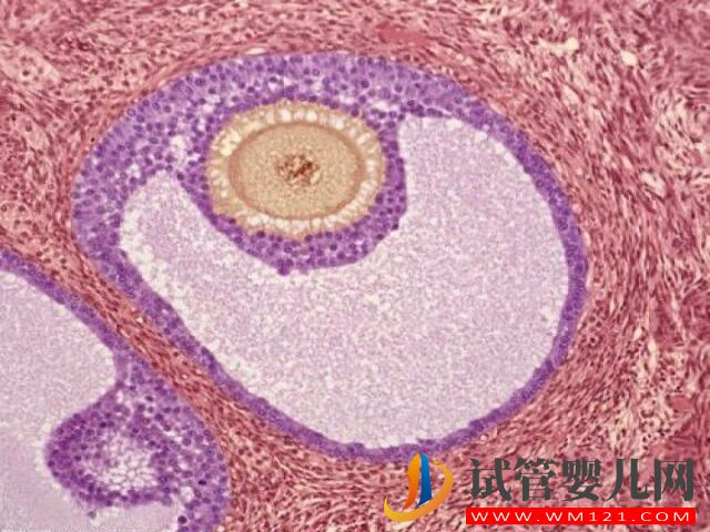 在山西做一次試管嬰兒的費(fèi)用大約多少?(圖1) 在山西做一次試管嬰兒的費(fèi)用大約多少?(圖1)