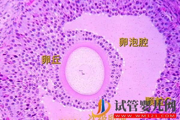 試管自然周期方案移植前要達標(biāo),按這個流程步驟做即可(圖3) 試管自然周期方案移植前要達標(biāo),按這個流程步驟做即可(圖3)