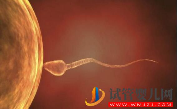 無(wú)精癥可以做試管嬰兒?jiǎn)幔繉?duì)無(wú)精癥的誤解有哪些(圖2) 無(wú)精癥可以做試管嬰兒?jiǎn)幔繉?duì)無(wú)精癥的誤解有哪些(圖2)