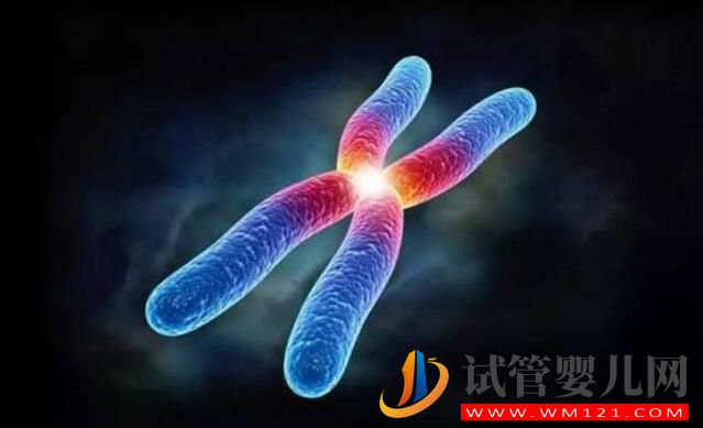 染色體平衡易位能做試管手術嗎 要注意哪些問題(圖1)