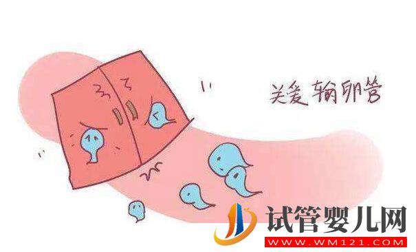 輸卵管積水會對試管嬰兒成功率造成影響嗎?(圖2)