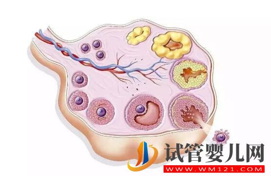 卵泡成熟遇到障礙怎么辦 有什么有效的辦法盡快懷孕？(圖1)