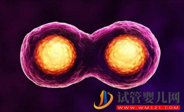 試管嬰兒鮮胚移植后要注意什么？(圖1)