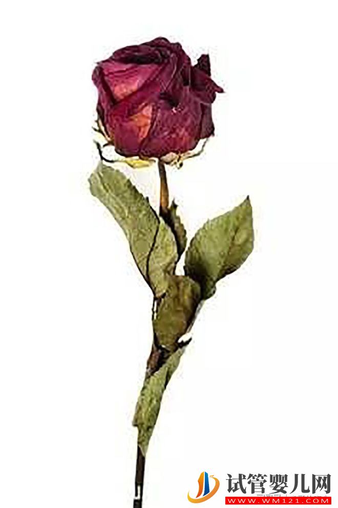 絕經是不是意味著更年期結束了？(圖1)