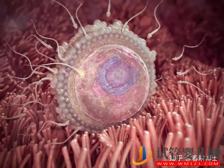 要不要養(yǎng)囊胚,如何提高養(yǎng)囊成功率(圖6) 要不要養(yǎng)囊胚,如何提高養(yǎng)囊成功率(圖6)