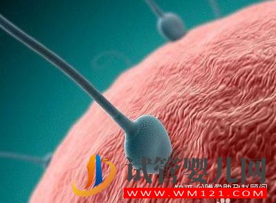 試管移植之后,胚胎在干嘛(圖1)