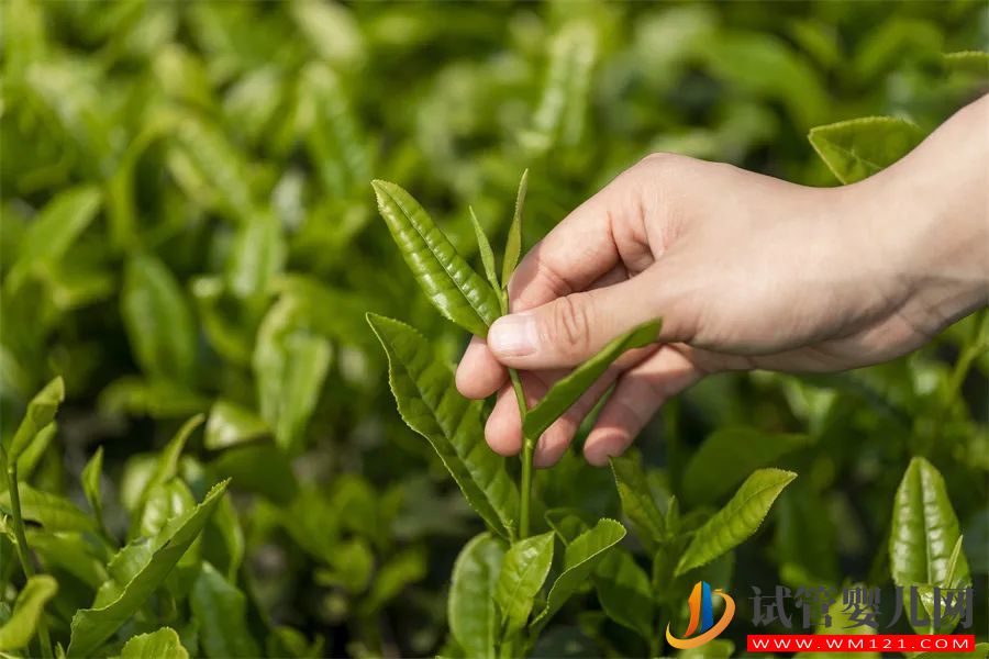 就像生了龍鳳胎，這些茶都是美麗的意外(圖1)