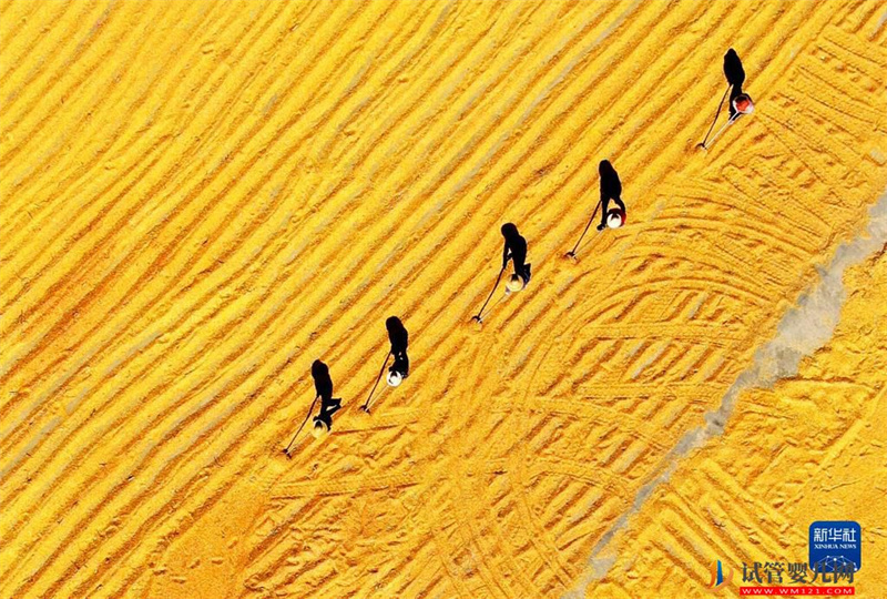 全國糧食總產量達13731億斤 實現增產豐收(圖1)