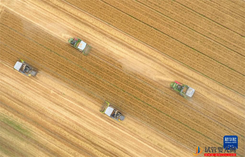 全國糧食總產量達13731億斤 實現增產豐收(圖2)
