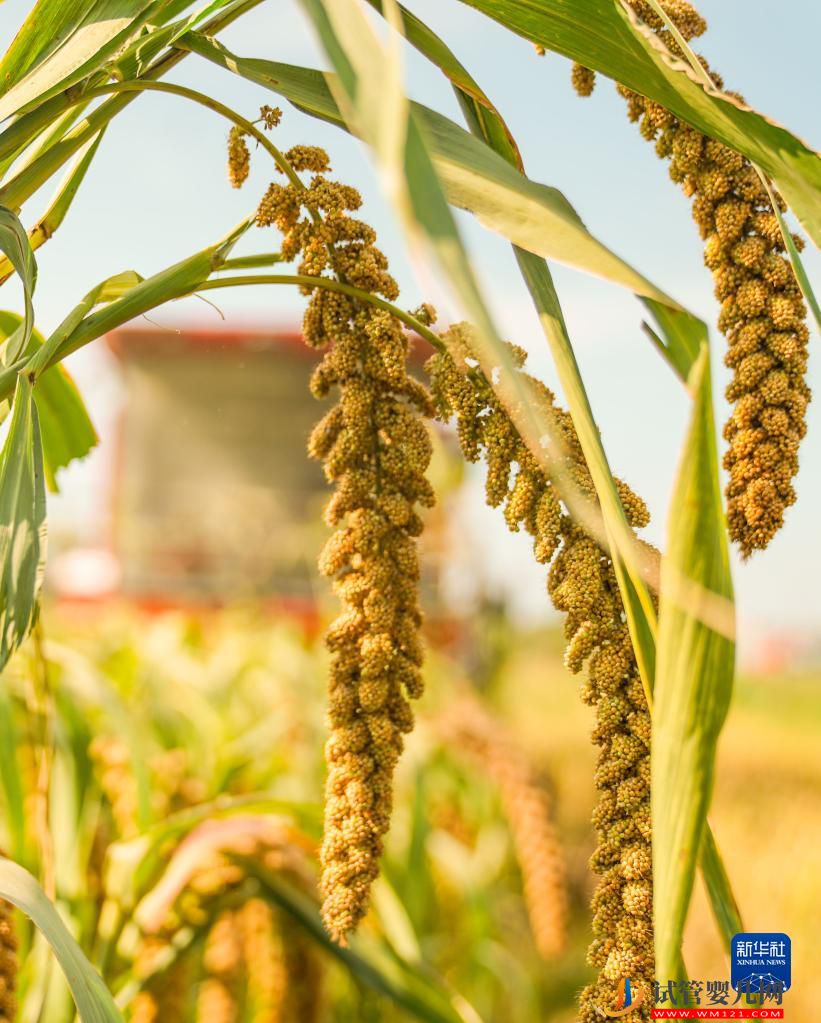 全國糧食總產量達13731億斤 實現增產豐收(圖3)