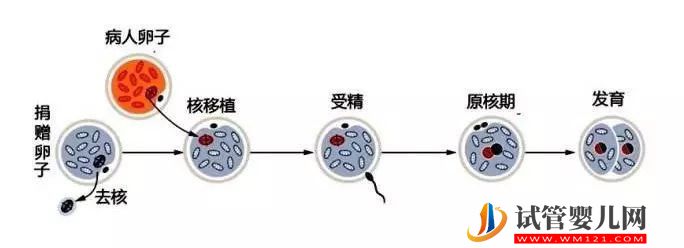 “一父二母”的第四代試管嬰兒——心動與挑戰并存(圖4)