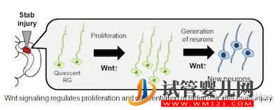 近期干細胞研究進展匯總！(圖4)