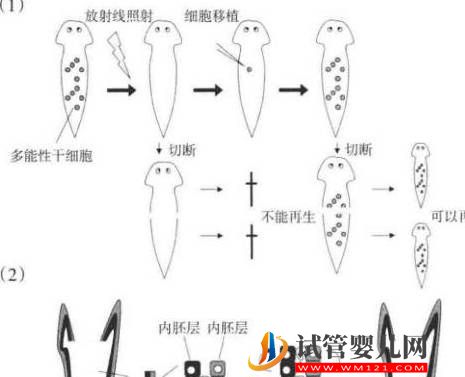 干細胞是如何成為再生醫(yī)學的?(圖2) 干細胞是如何成為再生醫(yī)學的?(圖2)