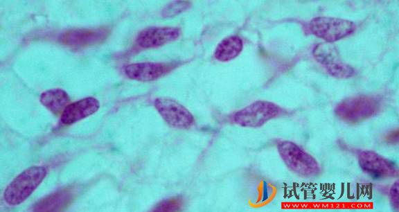 干細胞是如何成為再生醫(yī)學的?(圖3) 干細胞是如何成為再生醫(yī)學的?(圖3)