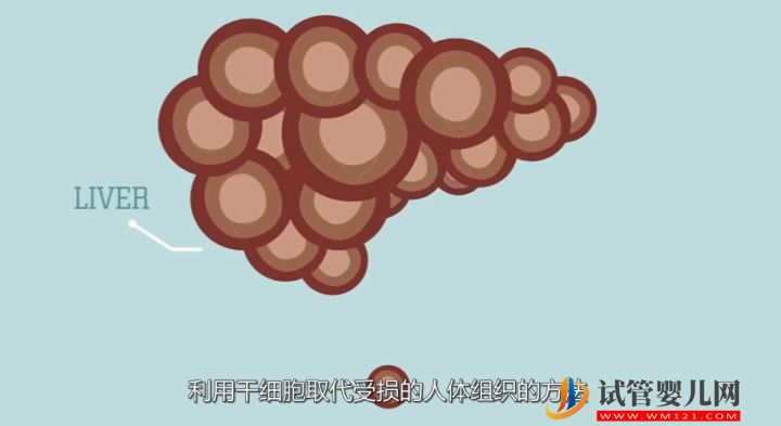 干細(xì)胞到底是個(gè)啥？(圖5)