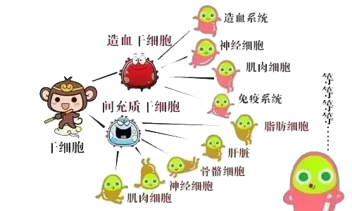 干細(xì)胞到底是個(gè)啥？(圖2)