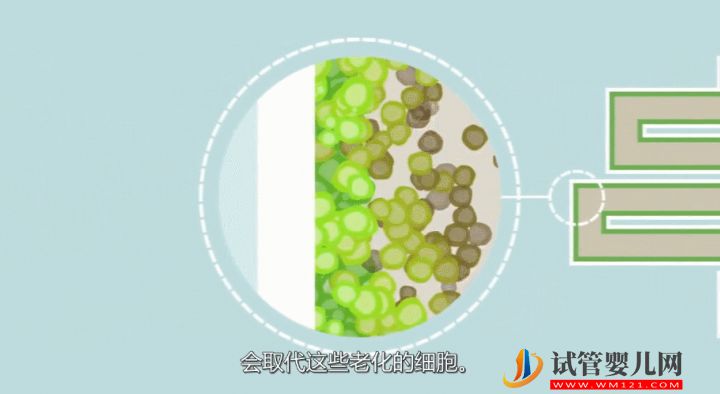 干細(xì)胞到底是個(gè)啥？(圖3)
