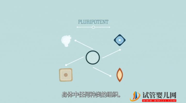 干細(xì)胞到底是個(gè)啥？(圖6)