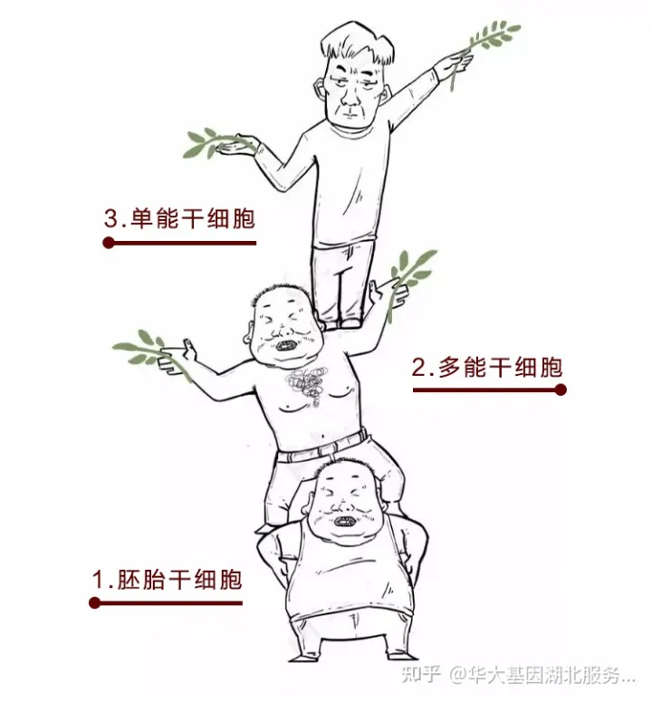 什么是干細(xì)胞？一文讓你讀懂！(圖4)