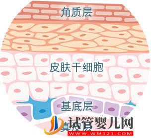 科普了解什么是干細胞？干細胞知識匯總來了(圖4)