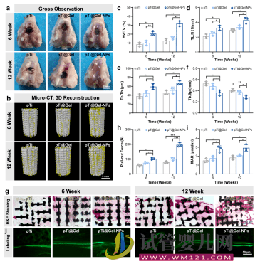 深大構建新型仿生智能水凝膠干細胞支架用于輔助干細胞治療RA(圖3)