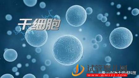 什么是干細胞?干細胞的作用又有哪些?(圖1) 什么是干細胞?干細胞的作用又有哪些?(圖1)