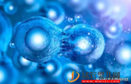 什么是干細胞?干細胞的作用又有哪些?(圖2) 什么是干細胞?干細胞的作用又有哪些?(圖2)