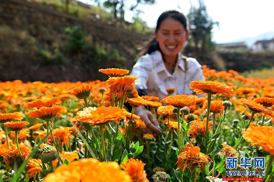云南南澗：朵朵鮮花 “種”出鄉村“好豐景”(圖1)