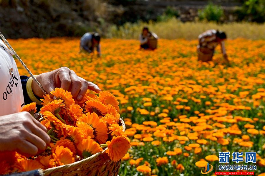 云南南澗：朵朵鮮花 “種”出鄉村“好豐景”(圖4)