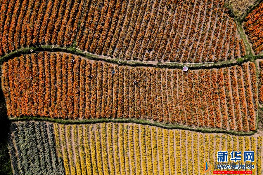 云南南澗：朵朵鮮花 “種”出鄉村“好豐景”(圖5)