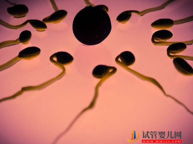 無精癥恢復(fù)生精功能并不困難,吃藥、手術(shù)都能有效解決(圖1) 無精癥恢復(fù)生精功能并不困難,吃藥、手術(shù)都能有效解決(圖1)