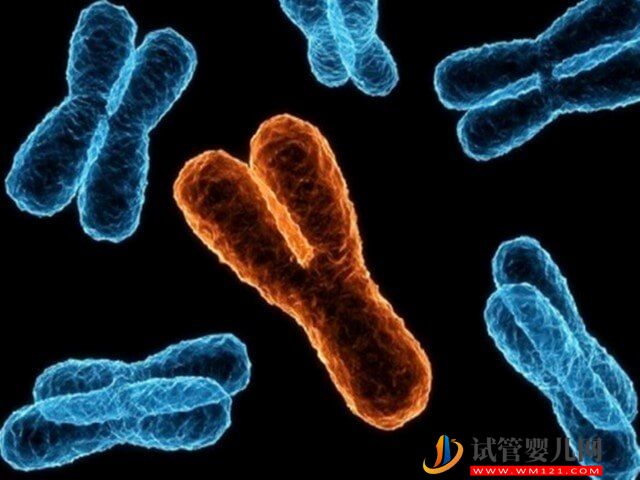 為什么人體23對(duì)染色體中第21號(hào)是最小的？(圖1)