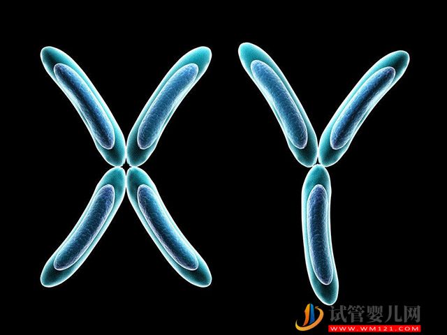 男性的y染色體壽命會(huì)短于x染色體嗎?(圖1) 男性的y染色體壽命會(huì)短于x染色體嗎?(圖1)
