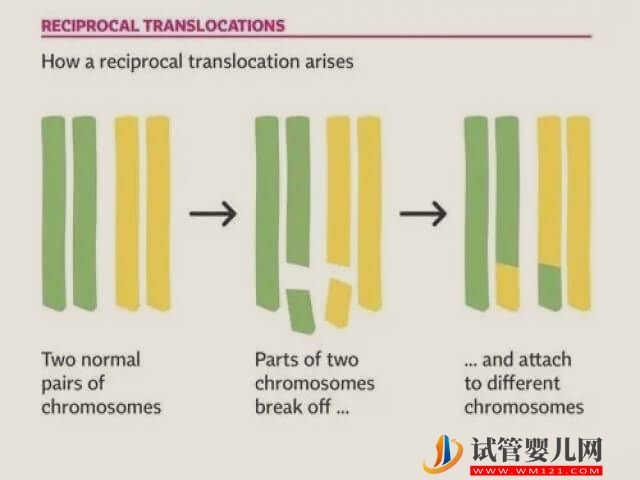 2號(hào)染色體和20號(hào)平衡易位的關(guān)系是怎樣的?(圖1) 2號(hào)染色體和20號(hào)平衡易位的關(guān)系是怎樣的?(圖1)