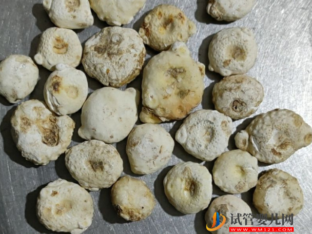 孕婦切勿食用生南星,誘發(fā)胎兒畸形幾率真心高!(圖1) 孕婦切勿食用生南星,誘發(fā)胎兒畸形幾率真心高!(圖1)