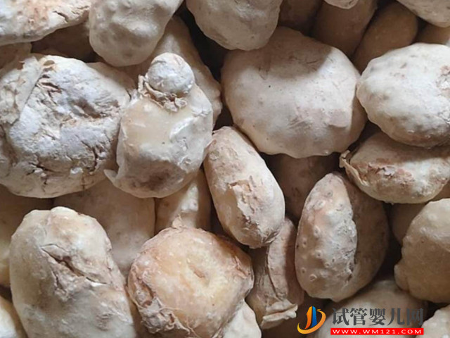 孕婦切勿食用生南星,誘發(fā)胎兒畸形幾率真心高!(圖2) 孕婦切勿食用生南星,誘發(fā)胎兒畸形幾率真心高!(圖2)