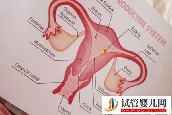 取卵后醫生會在第一次來月經移植還是第二次移，60s弄清(圖3)