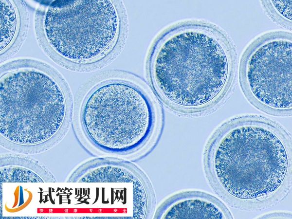 西寧高齡失獨女性做供卵需不需要等(圖1)