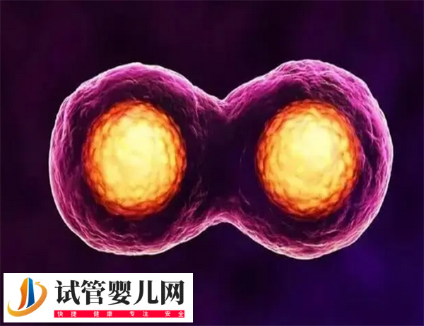 日本試管嬰兒雙胞胎幾率有多大(圖3) 日本試管嬰兒雙胞胎幾率有多大(圖3)