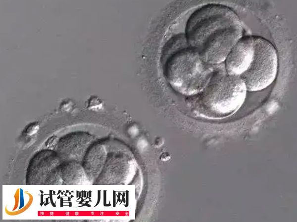 夫妻在茂名人民醫院移植哪種胚胎好(圖1)