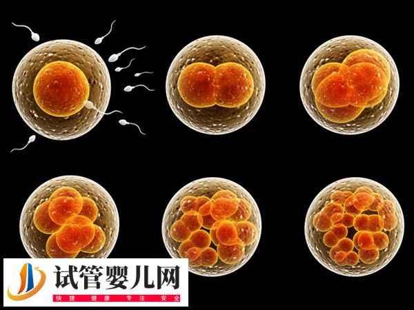 夫妻在茂名人民醫院移植哪種胚胎好(圖3)