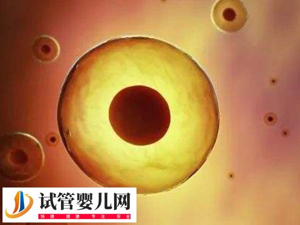 在美國做試管優質胚胎是啥樣的(圖1)